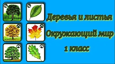 Раскраска Листья деревьев | Раскраски, Оттенки зеленого, Художники