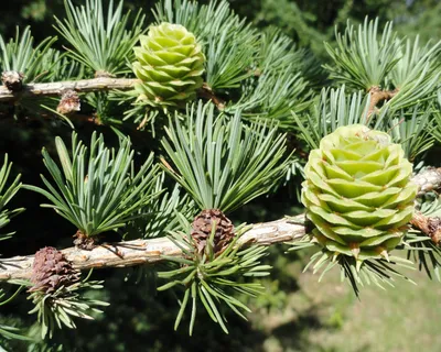 Лиственница Европейская (Larix decidua) - Хвойные растения весна 2024 года  - купить туи, сосны, ели.