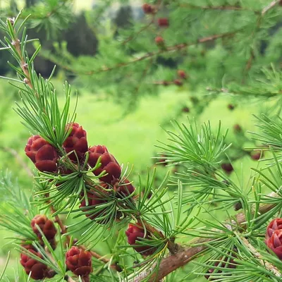 Лиственница японская Кемпфера (Larix kaempferi): цены, купить в Москве