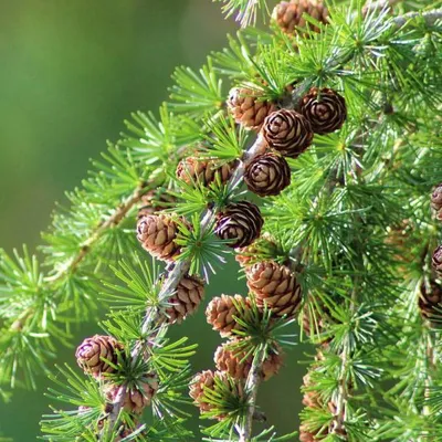 Лиственница европейская Крейчи (Larix decidua Krejci) - Флора