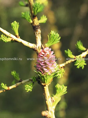 Модрина (Лиственница) Lárix - купить в Киеве и области, справедливая цена -  Green Garth (Грин Гарт)