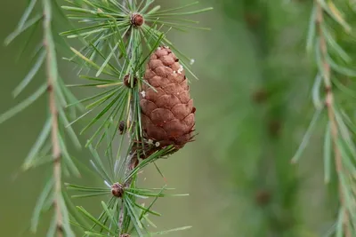 Лиственница Larix — Питомник \"Леди Флор\"