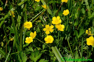 Лютик азиатский (Ranunculus asiaticus)