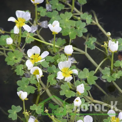 Купить Лютик смесь (RANUNCULUS Mixed) с доставкой. Мелколуковичные купить,  цена, продажа.