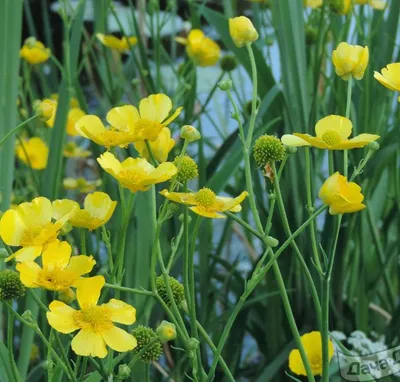 Лютик горный / Ranunculus montanus в горах Кавказа Stock Photo | Adobe Stock