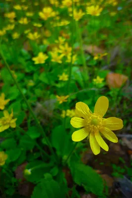 Close up of yellow lutik flower, ranunculus asiaticus, in a brown spot  between green leaves on bright background. Nature garden concept. Trendy  Illumi Stock Photo - Alamy