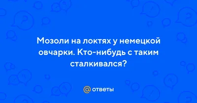 Мазовер А.П. ОХОТНИЧЬИ СОБАКИ