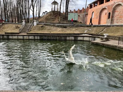 Лопатинский сад в городе \"Смоленск\"