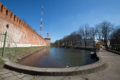 В Лопатинский сад Смоленска вернулись лебеди - SmolNarod.ru