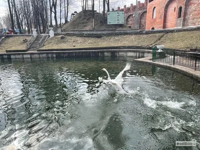 Смоленск и его окрестности...В старом парк зима.... / Лопатинский сад