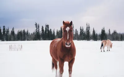 Изящная лошадь на фото