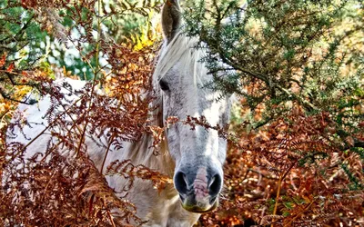 Лошадь осенью фото
