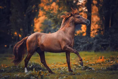 Фотка лошади в красивом осеннем седле