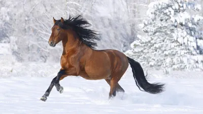 Лошадь зимой фото