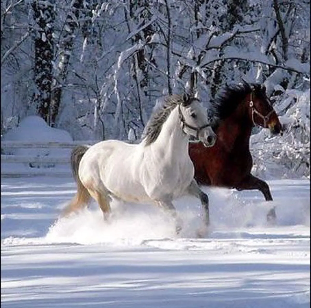 Лошади времен года. Лошадь в зимнем лесу. Красивые лошади. Лошади в снегу. Тройка лошадей.
