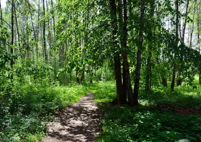 Аренда теплой беседки для пикника в парке Лосиный остров