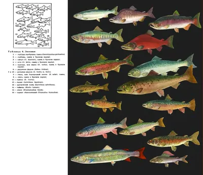 Лосось: виды, описание, места обитания - Frost Fish