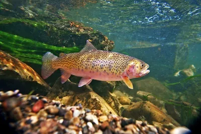 🐟 Купить лосось в Москве: цена от 760 руб за 1 кг, охлажденная,  камчатская, промысловая, свежая рыба — Дикоед