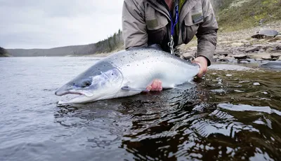 Сколько видов лососевых рыб встречается в Российских водах? | Вокруг Света