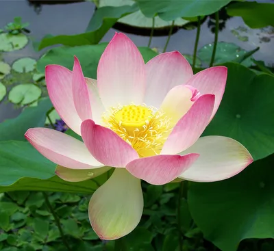 Nelumbo nucifera - Wikipedia