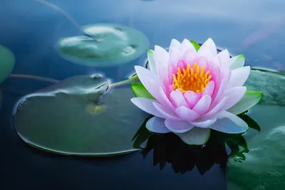 2,000+ Best Lotus Photos · 100% Free Download · Pexels Stock Photos