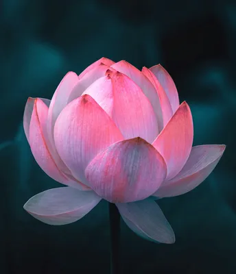 Lotus flowers on the lake surface. AI Generated 24100646 Stock Photo at  Vecteezy