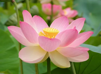 Growing Beautiful Lotus Plants: Tips and Care Information