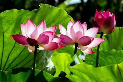 Bloom of Ages: The Lotuses of Babylonstoren | Babylonstoren