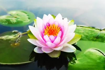 Lotus Flower Care » FloraQueen EN