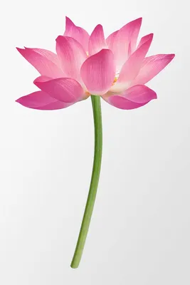 27+ Lotus Pictures | Download Free Images on Unsplash