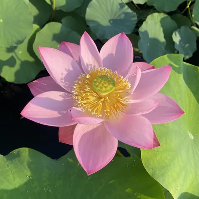 How Does a Lotus Flower Grow: The Life Cycle of a Lotus • Earth.com