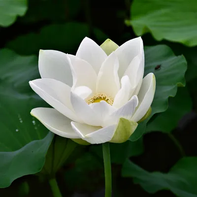 Ancient Chinese Lotus | Beautiful Lotus Flower Collections – Ten Mile Creek  Nursery