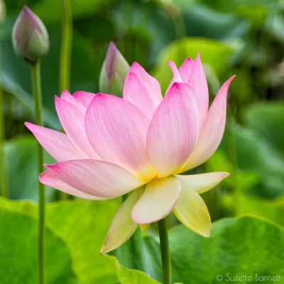 Benefits of Lotus Flower and Why You're Seeing It Everywhere, lotus -  burgosandbrein.com