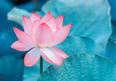 Top 10 Lotus Flowers - Most Beautiful Varieties Of Lotus Flowers – Plantlane