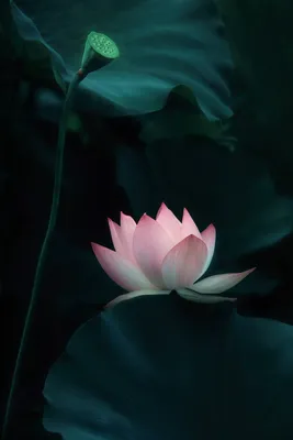 Ingredient 101: Lotus Flower