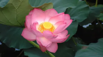 5 Unique Health Benefits of Lotus