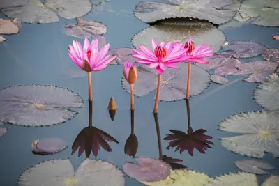 Lotus Flower Meaning and Symbolism | Bouqs Blog