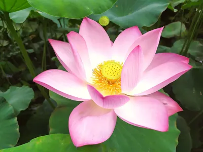 The Lovely Lotus Flower and its Profound Hidden Meaning! - Temples and  Markets