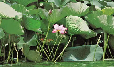 Lotus Flower - The Special Meaning, Symbolism, and Influence Over the Ye...