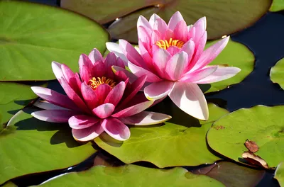 Growing Water Lotus | How to Grow White Lotus | HGTV