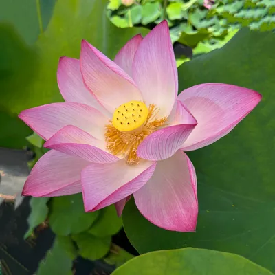 Importance of the Lotus Flower in Chinese Culture