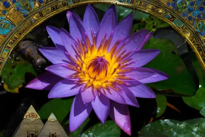 In the season of lotus flowers - BirdLife International