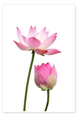 Lotus Flower Meaning: History, Symbolism - Parade