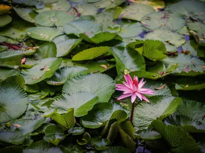 Blue Lotus Flower: The Legal Entheogen Used for Stress and Relaxation |  Psychedelic Spotlight