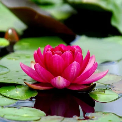 Lotus Flower Meaning - What is the Symbolism Behind the Lotus