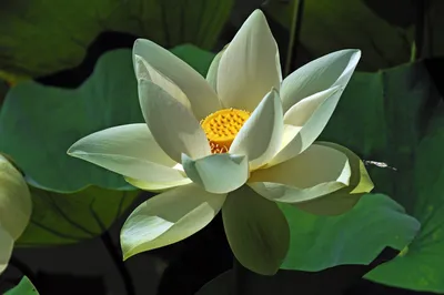 Where Does the Lotus Flower Grow? • Earth.com