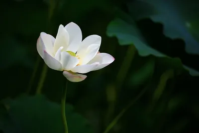 Top Benefits of Lotus Flower in Skincare | Clinikally