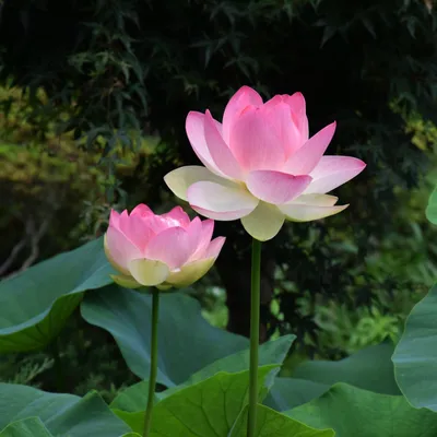 The Lotus Effect on Technology | Naples Botanical Garden