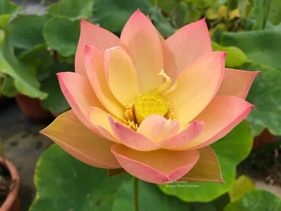 10,000+ Lotus Flower Pictures and Photos in Hi-Res - Pixabay