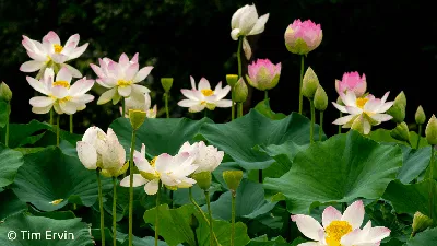 What's the difference?: Water lily vs. American lotus | Forest Preserve  District of Will County